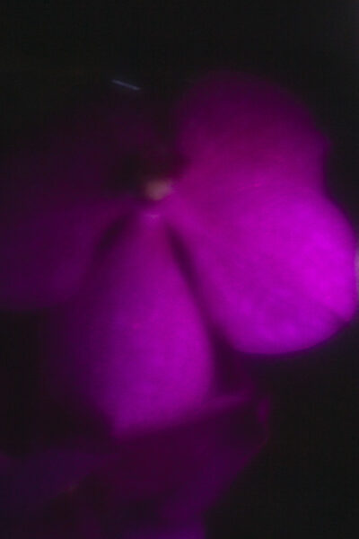 Celine-Andreassen_Night-blooming-flowers