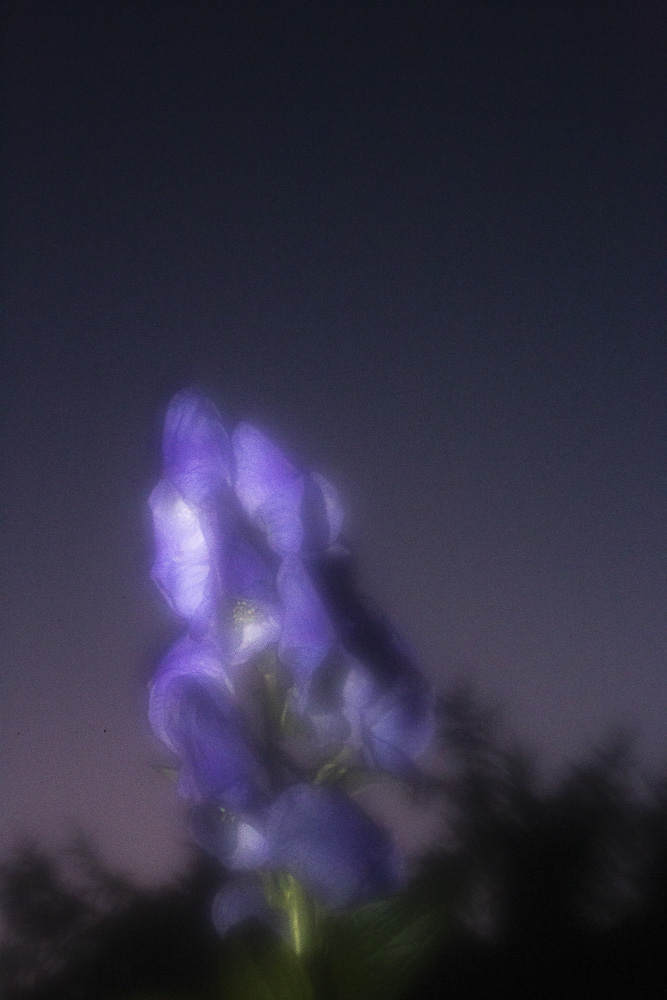 Celine-Andreassen_Night-blooming-flowers_1