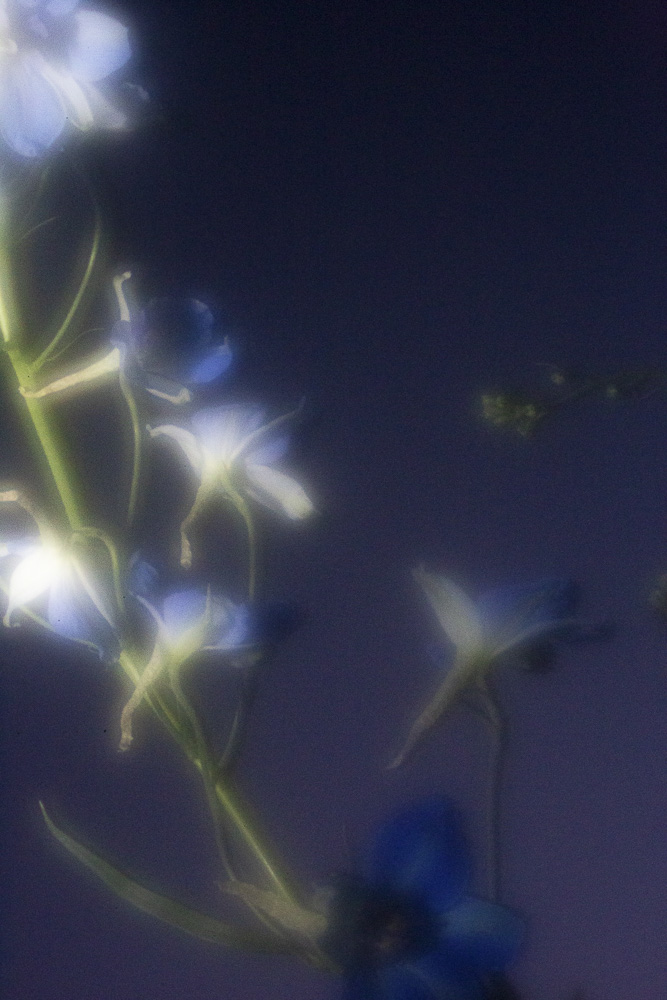 Celine-Andreassen_Night-blooming-flowers_2