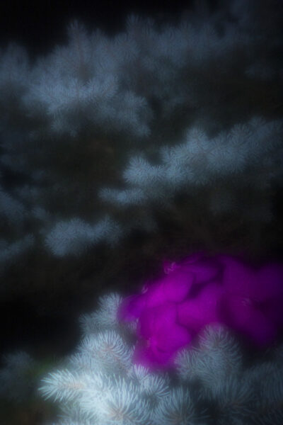 Celine-Andreassen_Night-blooming-flowers_4