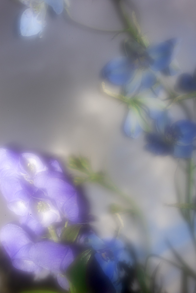 Celine-Andreassen_Night-blooming-flowers_5