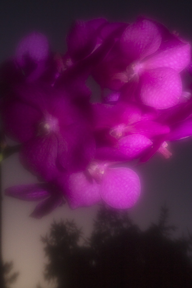 Celine-Andreassen_Night-blooming-flowers_6