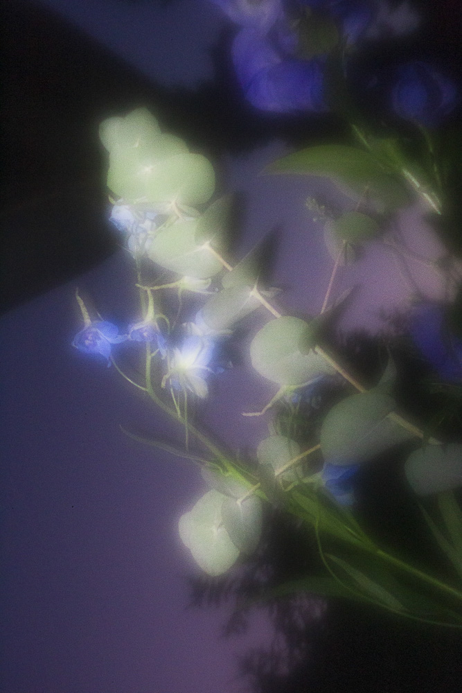 Celine-Andreassen_Night-blooming-flowers_8