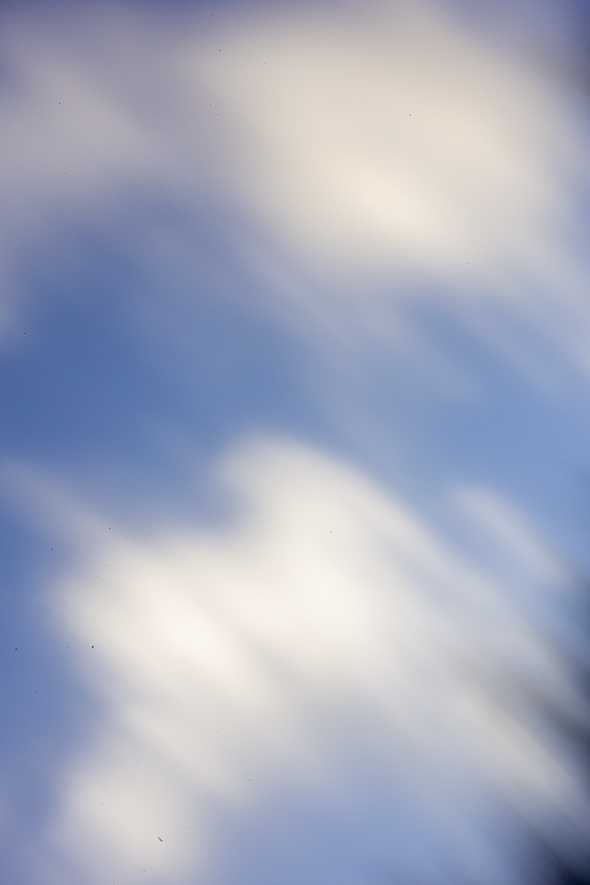 Celine-Andreassen_Night-blooming-flowers_9