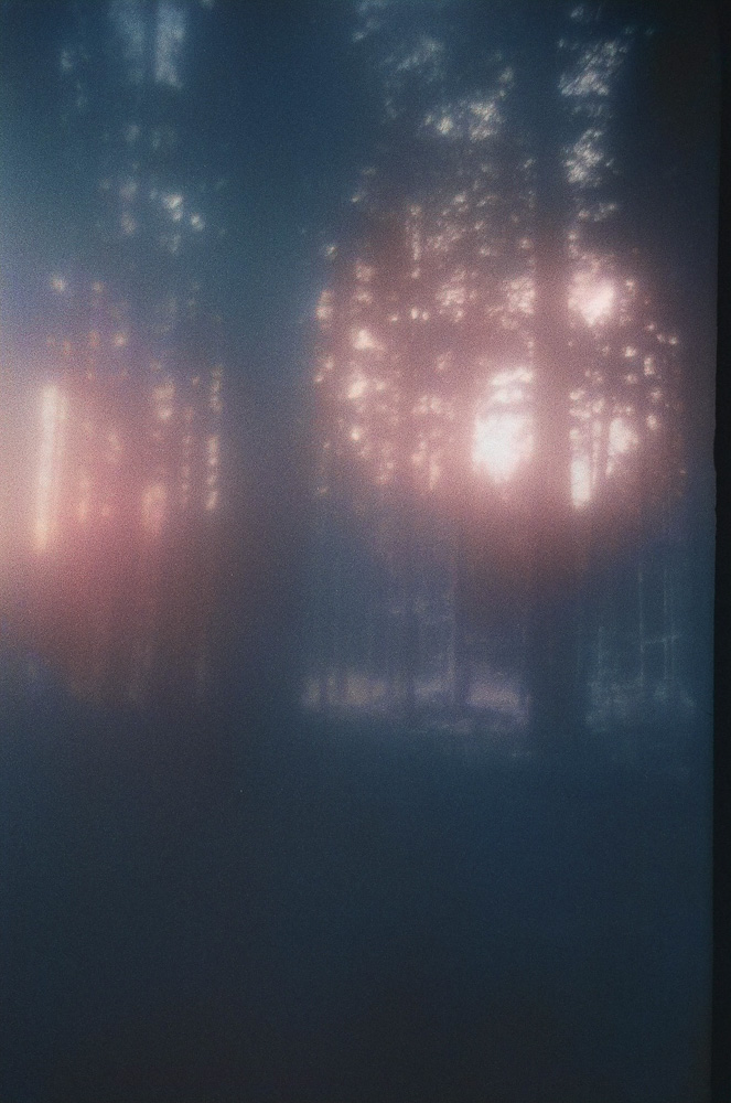 Celine-Andreassen_forest