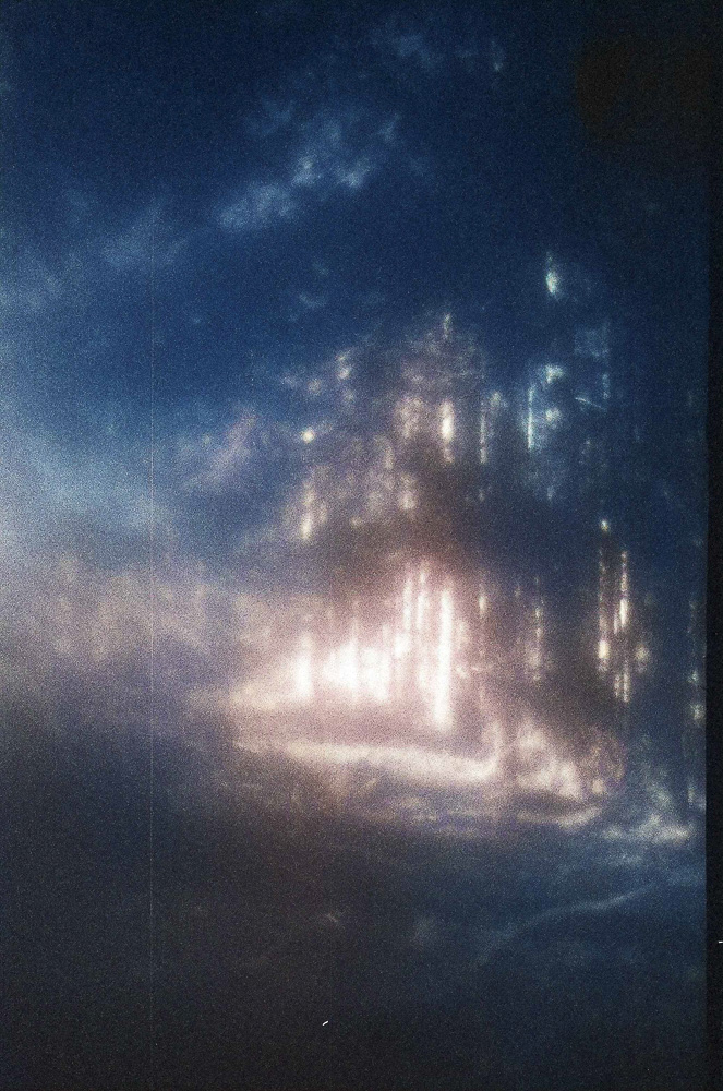 Celine-Andreassen_forest_2