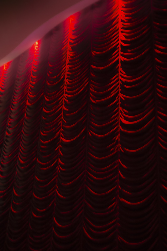 Celine-Andreassen_rajmandir_9