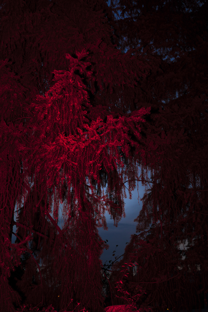 Celine-andreassen_garden_01