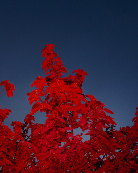 Celine-andreassen_garden_02_1