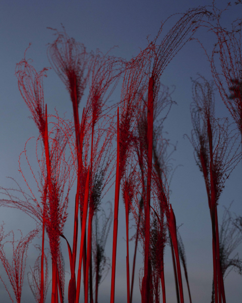 Celine-andreassen_garden_04_1