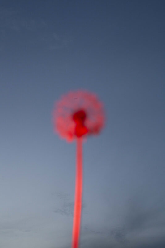 celine_andreassen_photo_garden_11