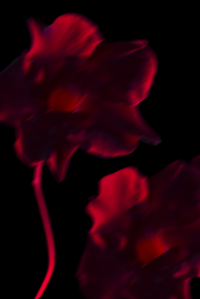 Celine-Andreassen_Chanel-Camelia_04_1